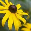 Rudbeckia fulgida, flowers