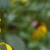 Rudbeckia fulgida, flowers