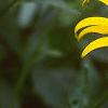 Rudbeckia fulgida, flowers