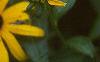 Rudbeckia fulgida, flowers