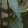 Rudbeckia fulgida, flowers