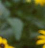 Rudbeckia fulgida, flowers
