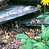 Rudbeckia hirta, habit