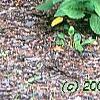 Rudbeckia hirta, habit