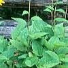 Rudbeckia hirta, habit