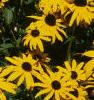 Rudbeckia hirta, flowers
