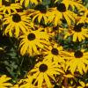 Rudbeckia hirta, flowers