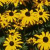 Rudbeckia hirta, flowers