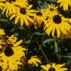 Rudbeckia hirta, flowers