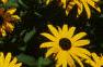 Rudbeckia hirta, flowers