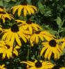 Rudbeckia hirta, flowers