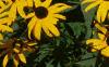 Rudbeckia hirta, flowers