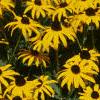 Rudbeckia hirta, flowers