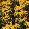 Rudbeckia hirta, flowers