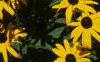Rudbeckia hirta, flowers