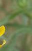 Rudbeckia hirta, flowers