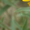 Rudbeckia hirta, flowers