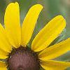 Rudbeckia hirta, flowers