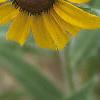 Rudbeckia hirta, flowers