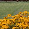 Rudbeckia 'Indian Summer', habit