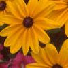 Rudbeckia 'Indian Summer', flowers