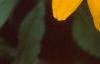 Rudbeckia 'Indian Summer', flowers