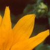 Rudbeckia 'Indian Summer', flowers
