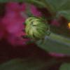 Rudbeckia 'Indian Summer', flowers