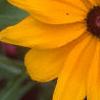 Rudbeckia 'Indian Summer', flowers