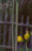 Rudbeckia maxima, flowers