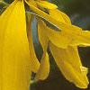 Rudbeckia maxima, flowers
