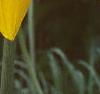 Rudbeckia maxima, flowers
