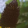 Rudbeckia maxima, flowers