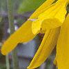 Rudbeckia maxima, flowers