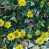 Sanvitalia speciosa 'Sunbini', habit