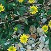 Sanvitalia speciosa 'Sunbini', habit