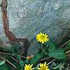 Sanvitalia speciosa 'Sunbini', habit