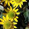 Sanvitalia speciosa 'Sunbini', flowers