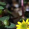 Sanvitalia speciosa 'Sunbini', flowers