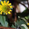 Sanvitalia speciosa 'Sunbini', flowers