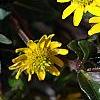 Sanvitalia speciosa 'Sunbini', flowers