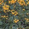 Packera aurea, habit
