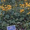 Packera aurea, habit