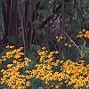 Packera aurea, habit