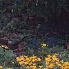 Packera aurea, habit