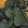Packera aurea, flowers