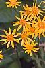 Packera aurea, flowers