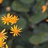 Packera aurea, flowers