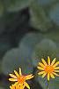 Packera aurea, flowers