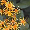 Packera aurea, flowers